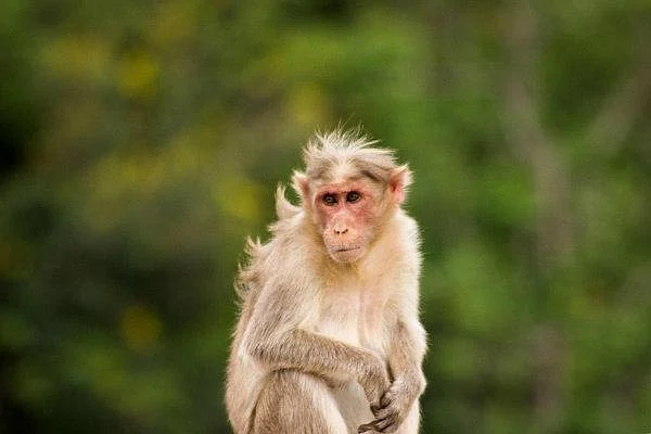 குடிக்கத் தண்ணீர் இல்லை... ஹீட் ஸ்ட்ரோக்கால் உயிரிழந்த குரங்குகள்!