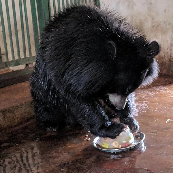 ``சம்மரை இப்படித்தான் சமாளிக்கிறோம்... மிருகங்களும் ஹேப்பி!'' - வண்டலூர் துணை இயக்குநர்