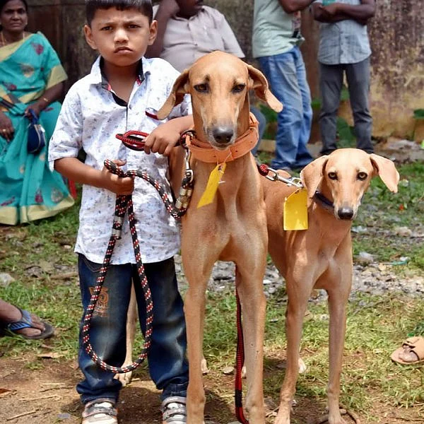 ஏற்காடு கோடைவிழாவில், சுற்றுலா பயணிகளை வெகுவாக கவர்ந்த நாய் கண்காட்சி!
