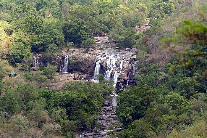 நிர்வாணமாக நிற்கும் நீரோலி மரம்; தேவதைகளின் சாபம்தான் காரணமாம்! - சின்னார் சுவாரஸ்யங்கள்