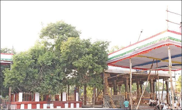 27 நட்சத்திரக் காரர்களுக்கும் பரிகாரத் தலமான திருவொற்றியூர் தியாகராஜர் கோயில் வசந்த உற்சவம்!