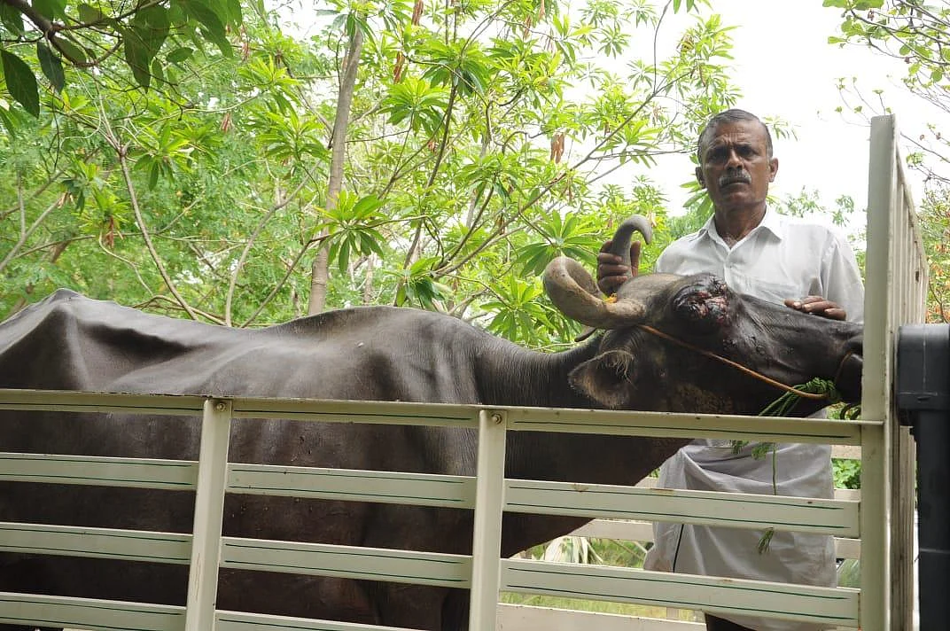 ``சொத்துத் தகராறில் பறிபோன எருமைமாட்டின் கண்!” - ஈரோட்டில் அவலம்