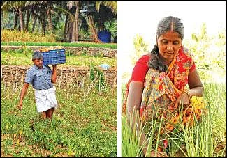 Tomato, brinjal, chili, radish, in 3 acres... Daily income of ₹ 3000!
