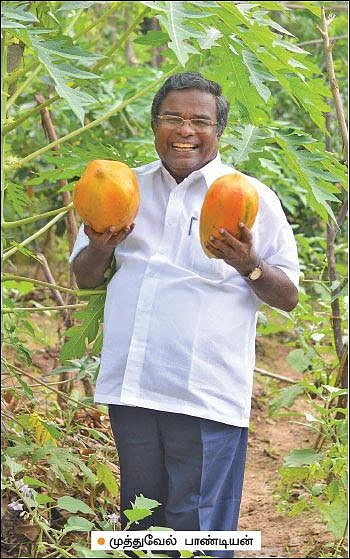 Mango, Lemon, Papaya, Jack, Coconut...Encouraging Income of ₹ 38,00,000 annually as intercrops!