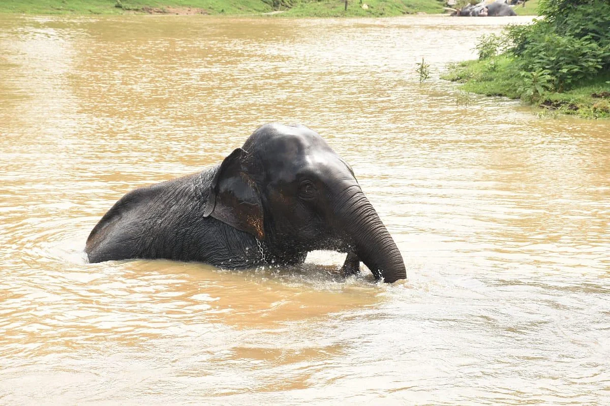 சமயபுரம் பாகனைக் கொன்ற மசினி யானை... முதுமலையில் இப்போது எப்படி இருக்கிறது?