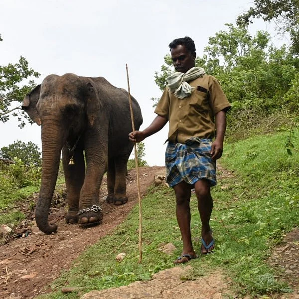 சமயபுரம் பாகனைக் கொன்ற மசினி யானை... முதுமலையில் இப்போது எப்படி இருக்கிறது?