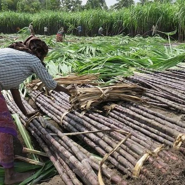 வாங்காத கடனைக் கட்டச் சொல்லி நோட்டீஸ்... கதறும் கரும்பு விவசாயிகள்!