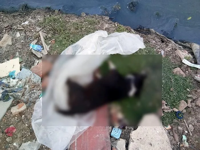 `சாலையில் இழுத்துச் சென்றார்; கால்வாயில் மூழ்கடித்தார்!' - ஒல்லிகுமாரால் நாய்க்கு நடந்த கொடூரம்