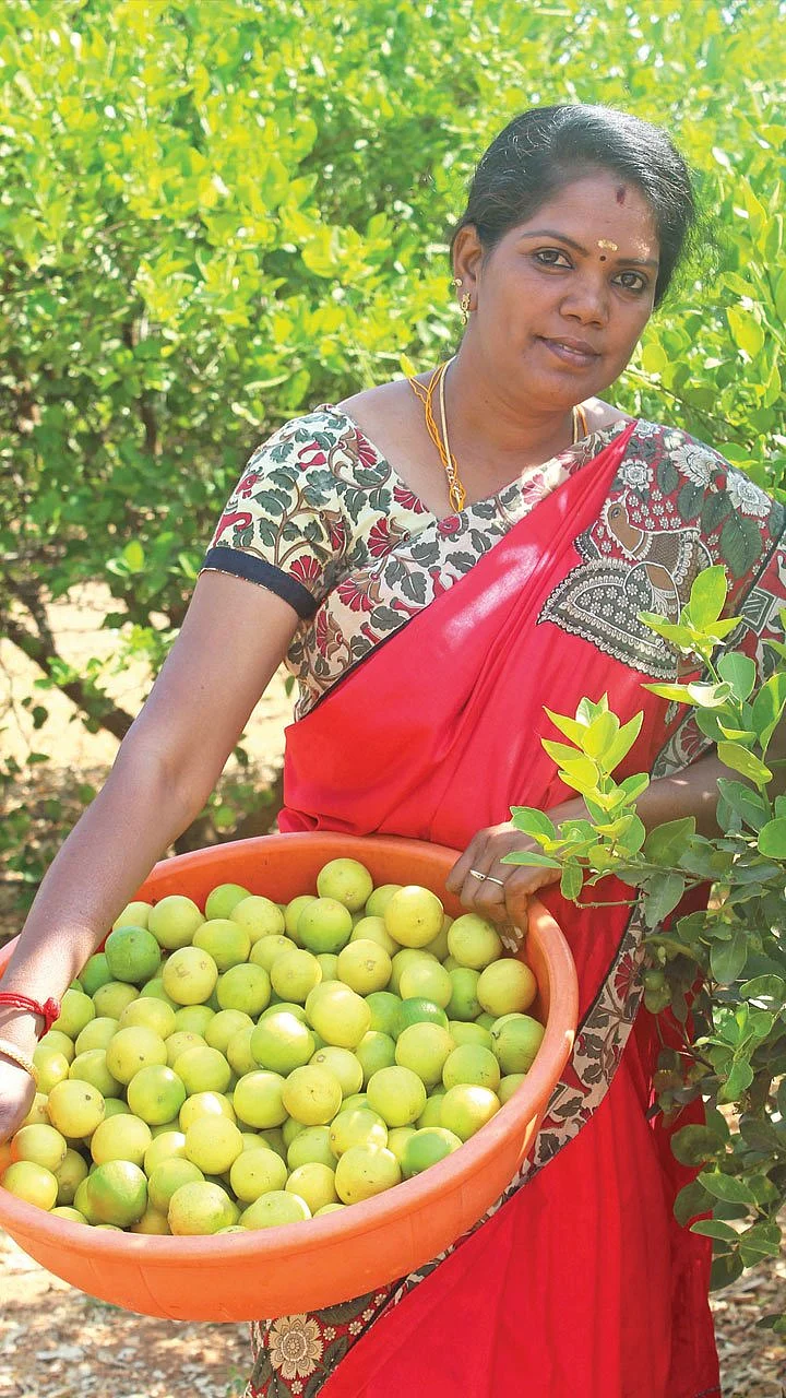 இயற்கை எலுமிச்சை கொடுக்கும் இனிப்பான மகசூல்! - லட்சங்களில் வருமானம்!