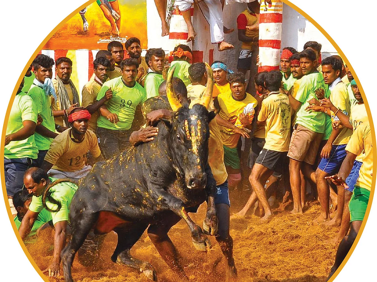 ஜல்லிக்கட்டு