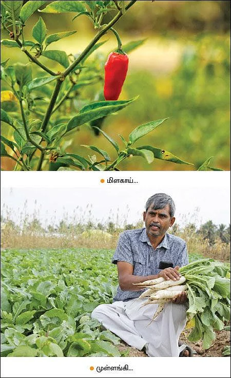 Tomato, brinjal, chili, radish, in 3 acres... Daily income of ₹ 3000!