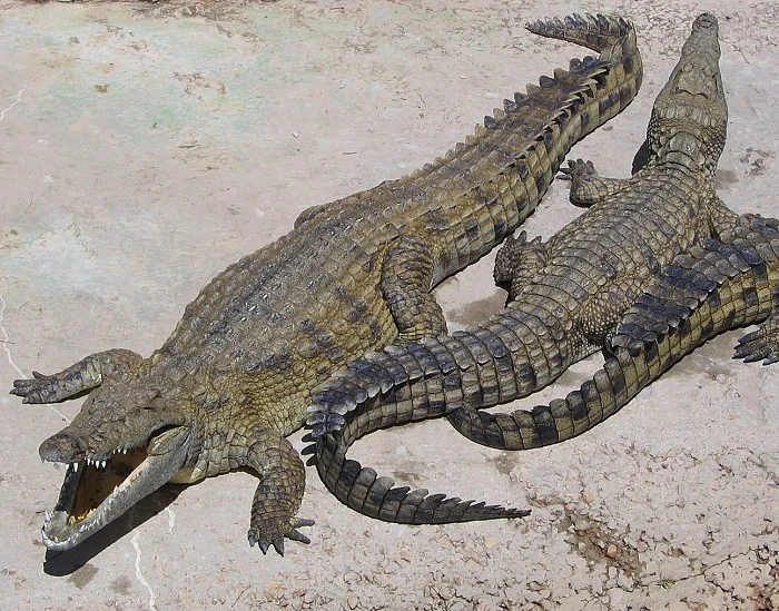நைல் முதலை