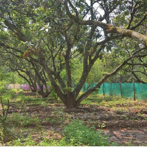 Mango, Lemon, Papaya, Jack, Coconut...Encouraging Income of ₹ 38,00,000 annually as intercrops!