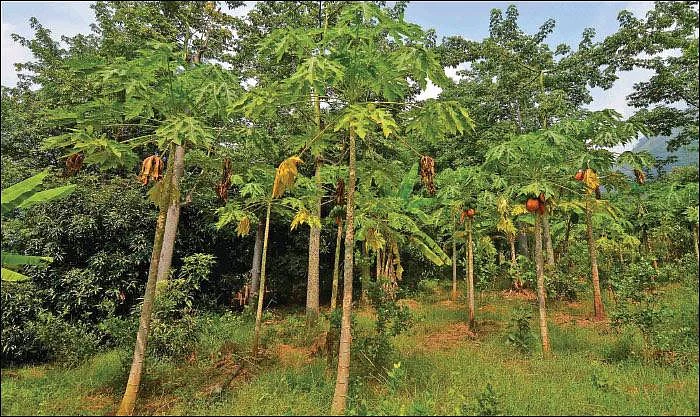 Mango, Lemon, Papaya, Jack, Coconut...Encouraging Income of ₹ 38,00,000 annually as intercrops!