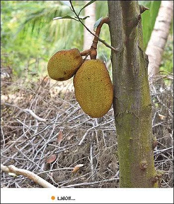 Mango, Lemon, Papaya, Jack, Coconut...Encouraging Income of ₹ 38,00,000 annually as intercrops!