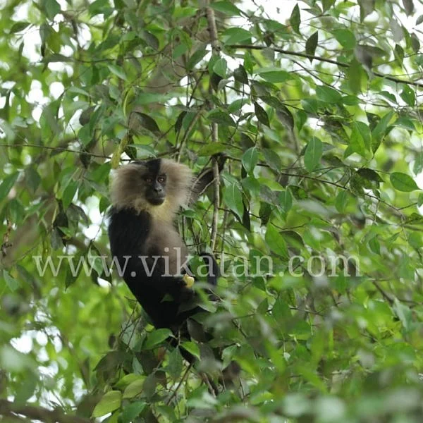 `வால்பாறை வர்றவங்ககிட்ட ஒரே ஒரு கோரிக்கை!' குரங்குகளைக் காப்பாற்றும் `இருவர்'