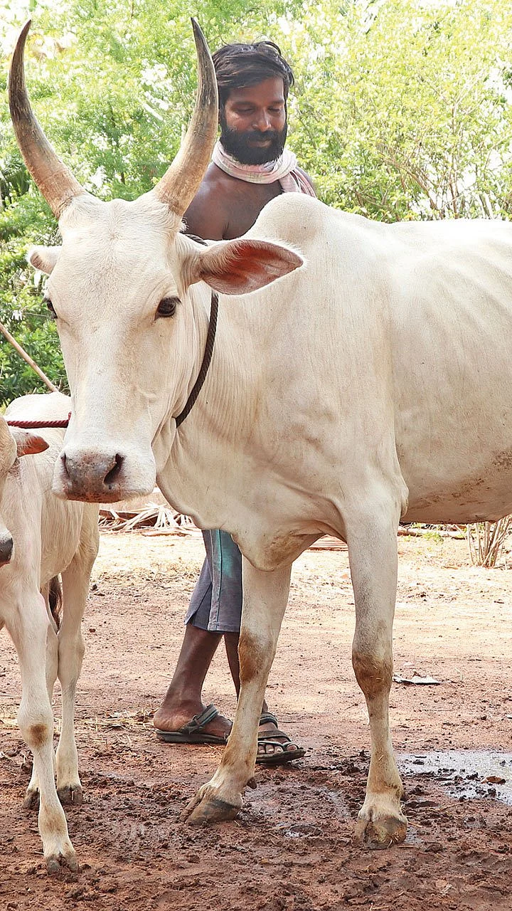 வாட்டும் வெயில்... பால் உற்பத்தியை அதிகரிக்கும் வழிகள்!
