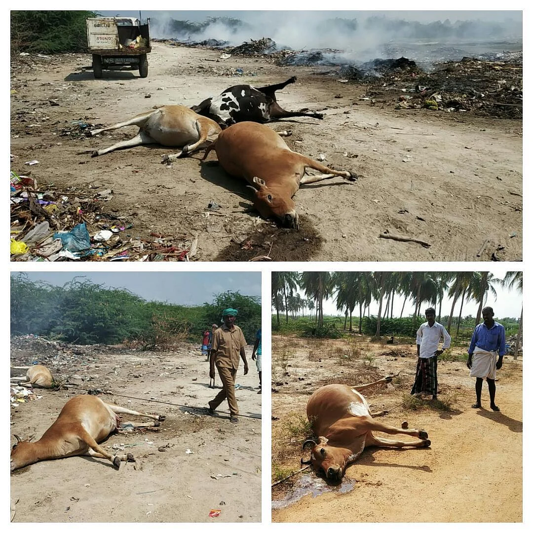 அடுத்தடுத்து இறந்த 11 பசுக்கள்!- குப்பையில் கிடந்த விஷ மாவைச் சாப்பிட்டதால் விபரீதம்