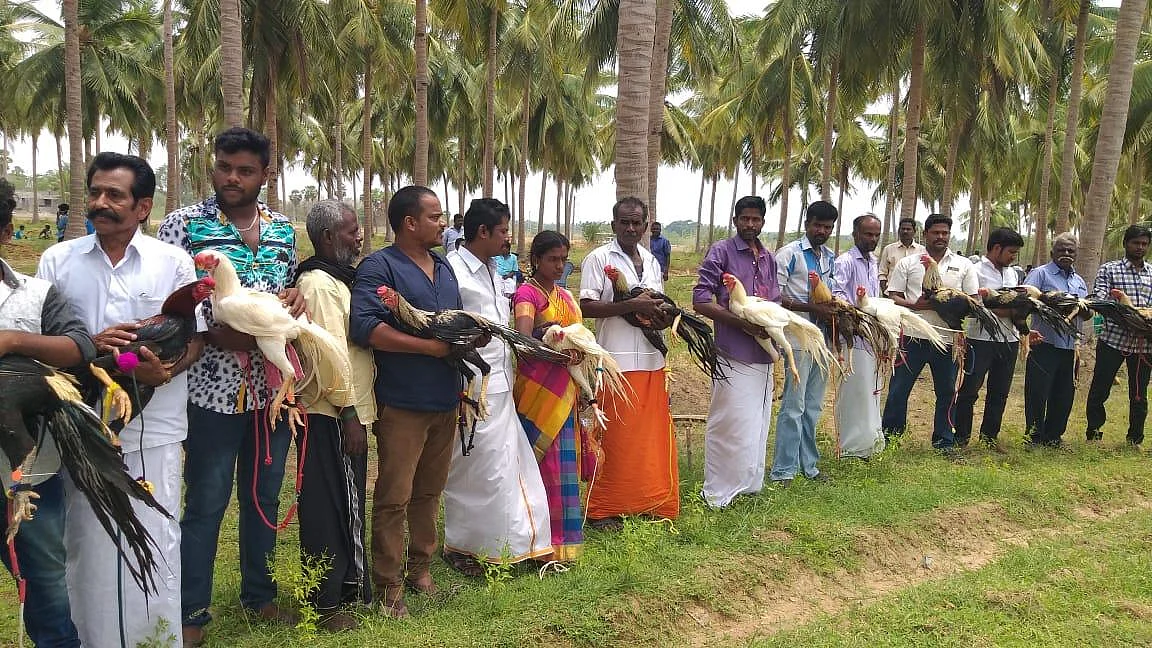 அழகில் அசத்திய கிளிமூக்கு மயில்வால் சேவல்கள் - களைகட்டிய கண்காட்சி