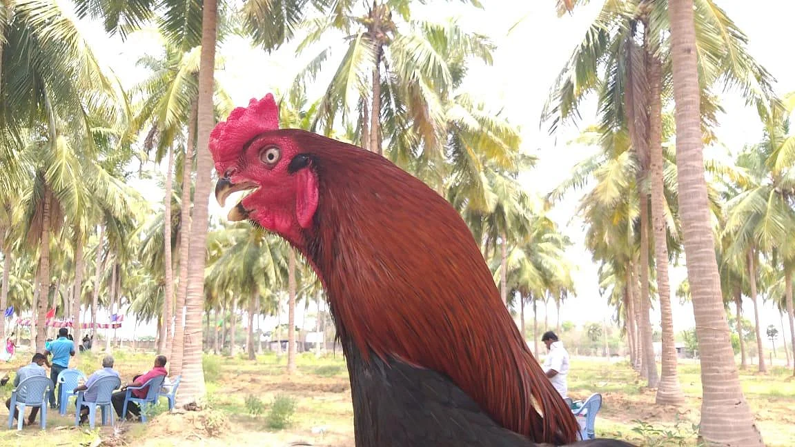 அழகில் அசத்திய கிளிமூக்கு மயில்வால் சேவல்கள் - களைகட்டிய கண்காட்சி