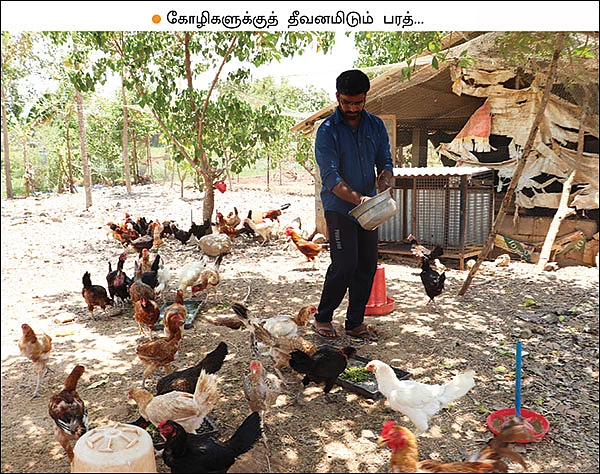 நாட்டுக்கோழிகளில் தினமும் வருமானம்!