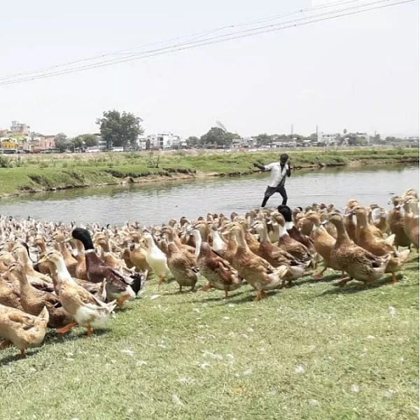 'நீர்நிலைகள் அழிவு, வாத்து வளர்ப்புக்கான பேராபத்து!' வைகையில் வாத்து மேய்க்கும் இளைஞர்