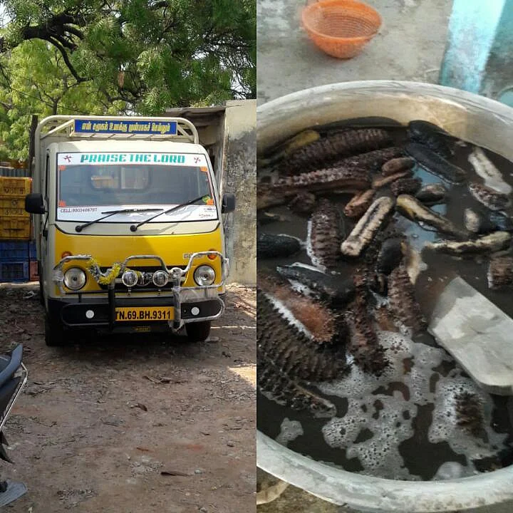 `ஒரு டன் கடல் அட்டைகள்; மதிப்பு ரூ.15 லட்சம்!' - தூத்துக்குடியில் நடந்த அதிரடி வேட்டை