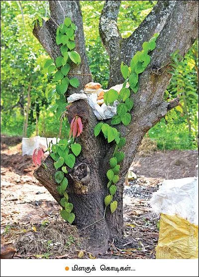 Mango, Lemon, Papaya, Jack, Coconut...Encouraging Income of ₹ 38,00,000 annually as intercrops!