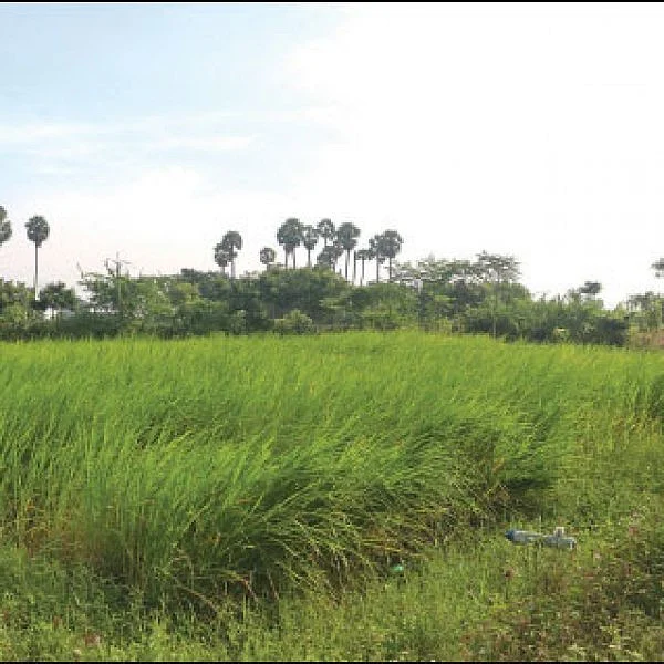 Low expenditure, fulfilled profit... Farm flourishing based on the principles of Nammalvar!