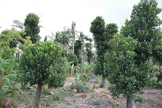 மும்பையிலிருந்து குவியும் பலாப்பழ ஆர்டர்கள்...! தத்தளிக்கும் விவசாயிகள்!