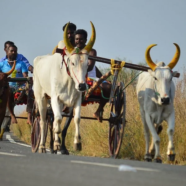 `எனக்கு ரேஷன் அரிசிதான்; காளைகளுக்கு பால், முட்டைதான் உணவு!'- ரேக்ளாவில் சாதித்தவர் பெருமிதம்