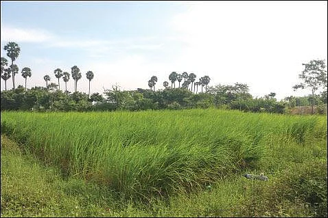 Low expenditure, fulfilled profit... Farm flourishing based on the principles of Nammalvar!