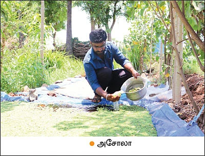 நாட்டுக்கோழிகளில் தினமும் வருமானம்!