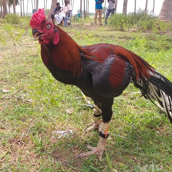 அழகில் அசத்திய கிளிமூக்கு மயில்வால் சேவல்கள் - களைகட்டிய கண்காட்சி
