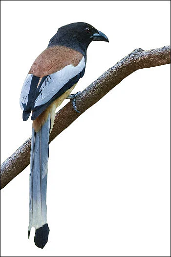 நம்ம ஊரு பறவைகள்!