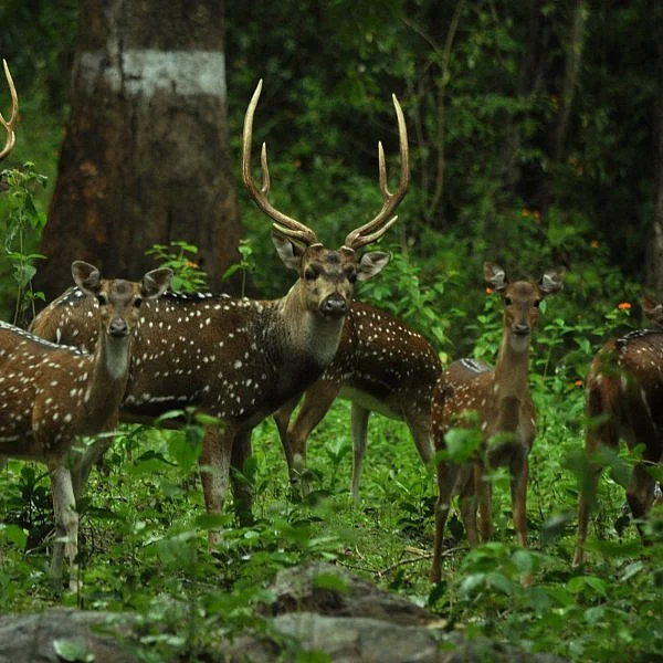 நீலகிரியில் அதிகரிக்கும் கட்டுமானங்கள் - மெல்லச் சாகும் உயிர்ச்சூழல் மண்டலம் #WorldEnvironmentDay
