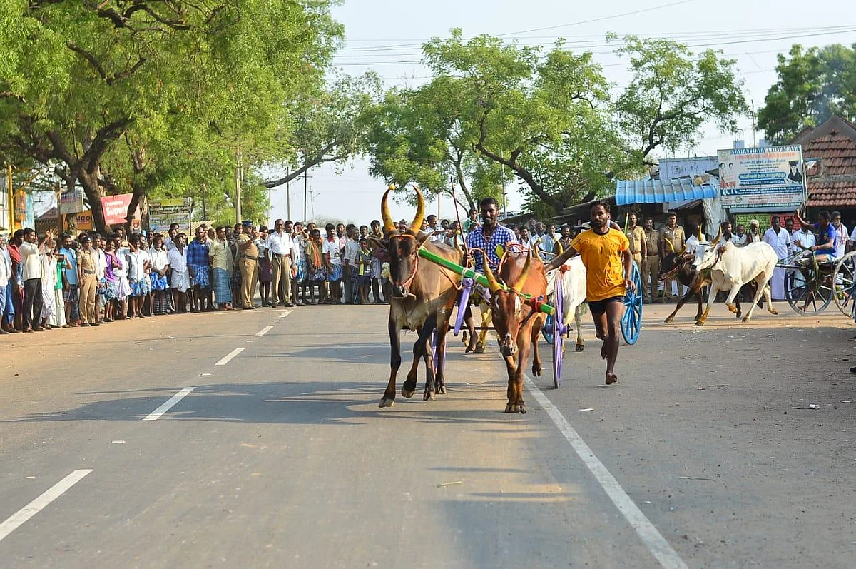 `எனக்கு ரேஷன் அரிசிதான்; காளைகளுக்கு பால், முட்டைதான் உணவு!'- ரேக்ளாவில் சாதித்தவர் பெருமிதம்