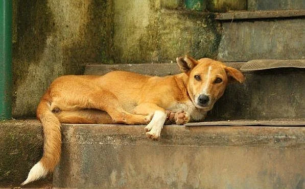 நாய்