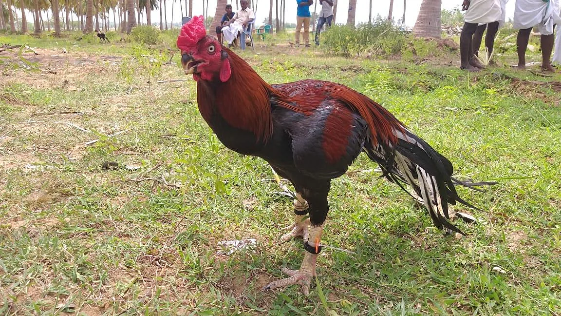 அழகில் அசத்திய கிளிமூக்கு மயில்வால் சேவல்கள் - களைகட்டிய கண்காட்சி