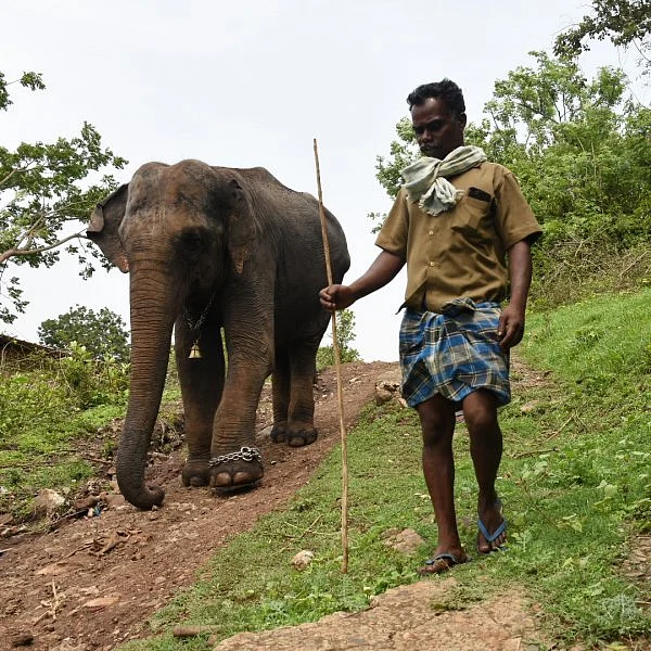 மாயாறு குளியல், முதுமலை உற்சாகம்... மசினி யானை இப்போது எப்படி இருக்கிறது? படங்கள்: கே.அருண்