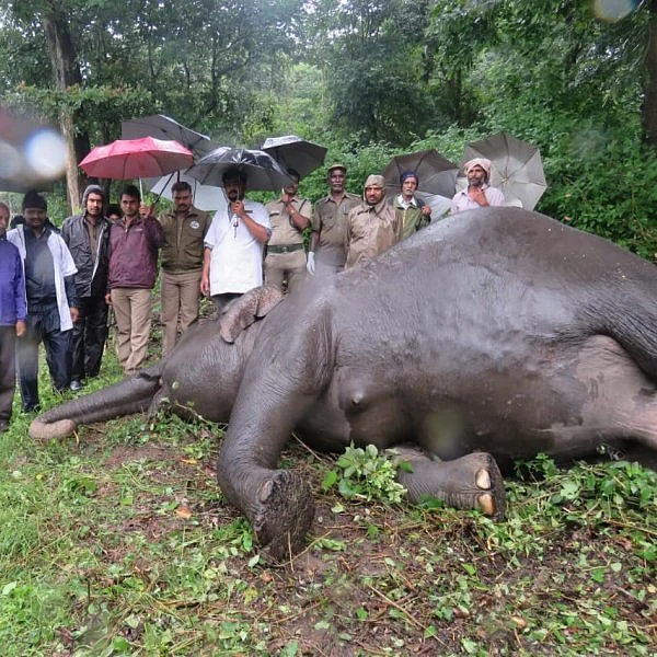 கரன்ட் ஷாக்.... மாரடைப்பு? - முதுமலையில் பெண் யானை இறப்பில் மர்மம்!