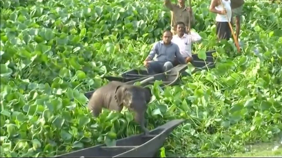 ஆகாயத் தாமரைகளுக்கிடையே சிக்கிக்கொள்ளும் யானைக்குட்டி... வைரலாகும் வீடியோ!