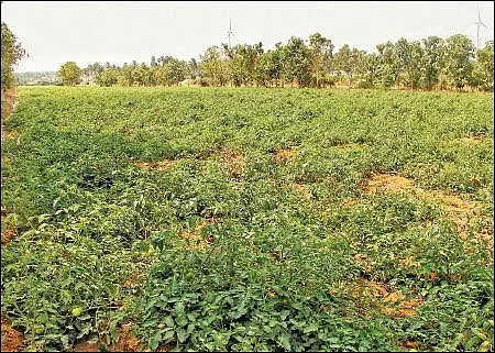 Tomato, brinjal, chili, radish, in 3 acres... Daily income of ₹ 3000!