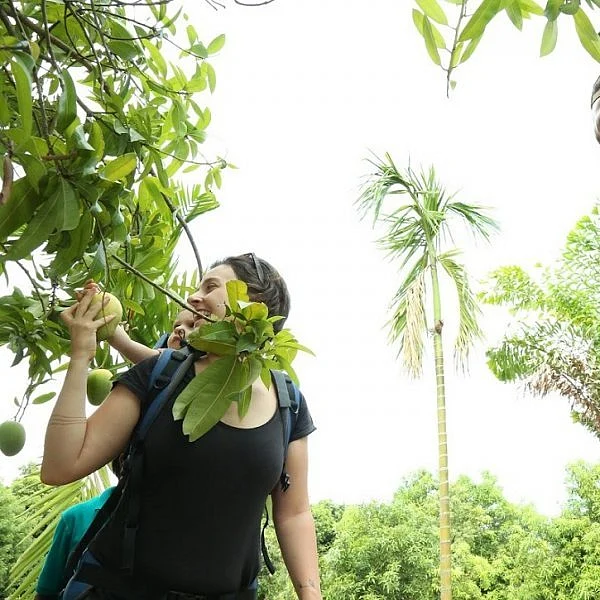மாம்பழ இட்லி, Mango walk... சென்னைக்கு அருகில் `மாம்பழங்கள் சூழ் உலகம்'!