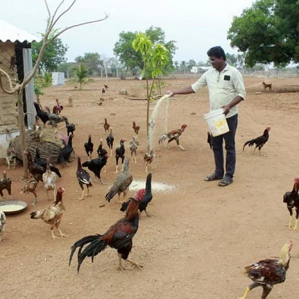 நம்மாழ்வார் வழியில் நாட்டுக்கோழி வளர்ப்பு... 1000 கோழிகளுடன் அரசுப் பள்ளி தலைமை ஆசிரியர்!