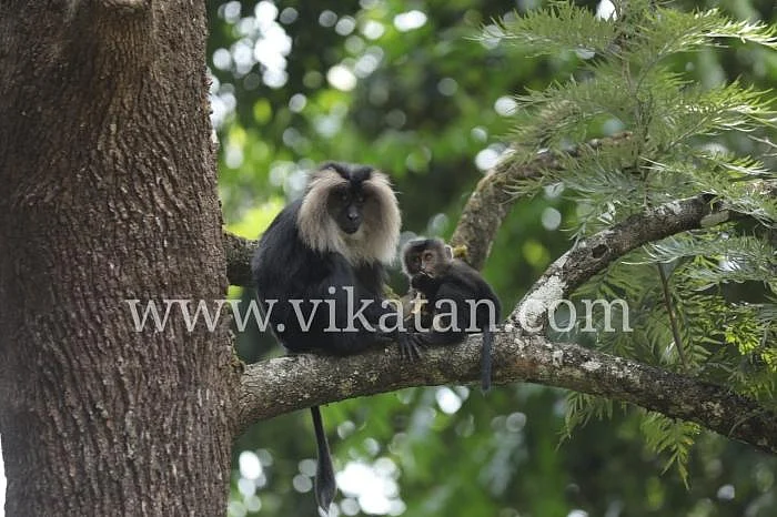 `வால்பாறை வர்றவங்ககிட்ட ஒரே ஒரு கோரிக்கை!' குரங்குகளைக் காப்பாற்றும் `இருவர்'