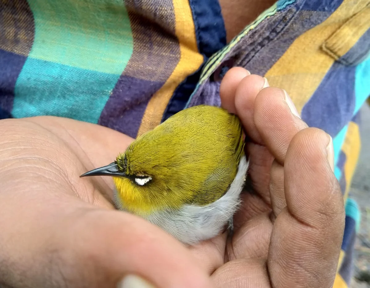 சோர்வடைந்த நிலையில் வெள்ளைக்கண்ணி