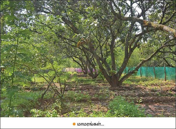 Mango, Lemon, Papaya, Jack, Coconut...Encouraging Income of ₹ 38,00,000 annually as intercrops!
