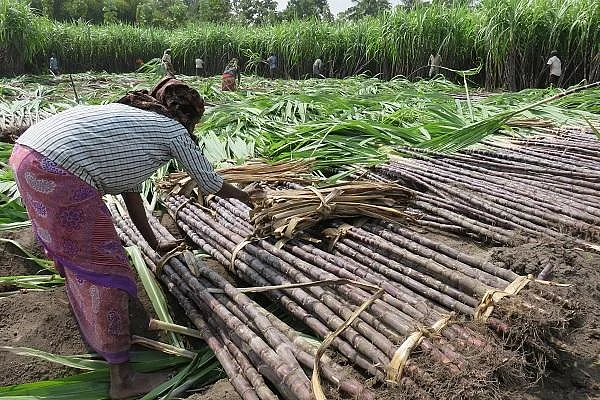 வாங்காத கடனைக் கட்டச் சொல்லி நோட்டீஸ்... கதறும் கரும்பு விவசாயிகள்!