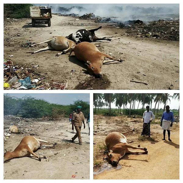 அடுத்தடுத்து இறந்த 11 பசுக்கள்!- குப்பையில் கிடந்த விஷ மாவைச் சாப்பிட்டதால் விபரீதம்